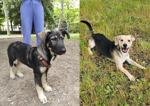 Marley e Rocky Marley e Rocky