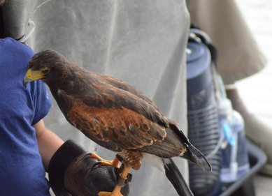 Graglia e Muzzano uniti per i rapaci feriti