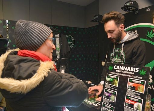 cannabis