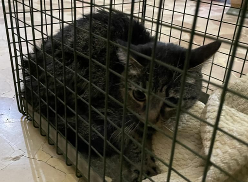 Dal Nord Ovest - Il suo padrone muore e lui rimane solo in casa per un mese: la polizia municipale salva un gattino