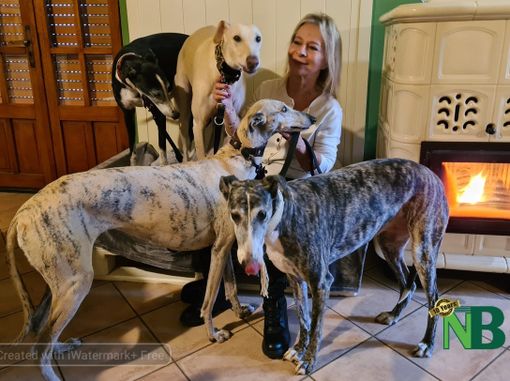 Quattro galgos spagnoli accolti da Rossana Conti che con amore risana le loro cicatrici del corpo e dell'anima - Foto Catia Ciccarelli e Rossana Conti