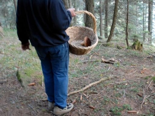 malore funghi malore funghi