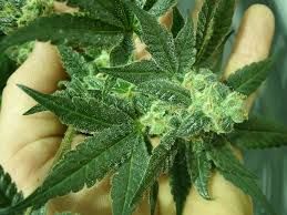 Foto di repertorio Foto di repertorio