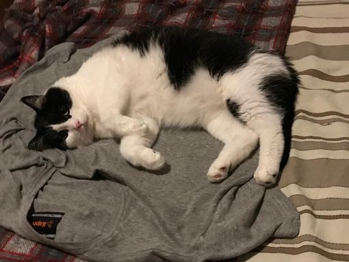 Richiesta di aiuto urgente per Bibi: servono donazioni per salvarlo. Richiesta di aiuto urgente per Bibi: servono donazioni per salvarlo.