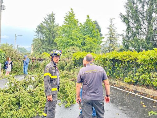 Maltempo a Biella, strada interrotta tra Barazzetto e Vandorno: cadono due alberi e tranciano i cavi elettrici - Foto Giacomo Moscarola.