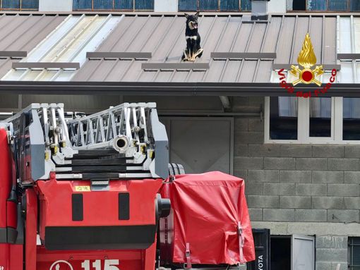 Sagliano: cane bloccato su una tettoia recuperato dai Vigili del Fuoco