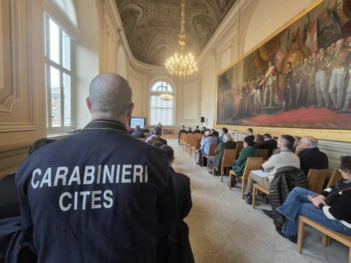 In Piemonte cresce il traffico illecito di amici a 4 zampe. Un business ad alto rendimento e a basso rischio In Piemonte cresce il traffico illecito di amici a 4 zampe. Un business ad alto rendimento e a basso rischio