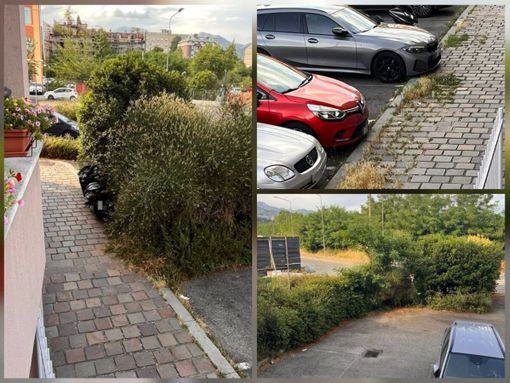 Biella, il verde invade gli spazi pubblici: “Uno dei tanti casi in città”