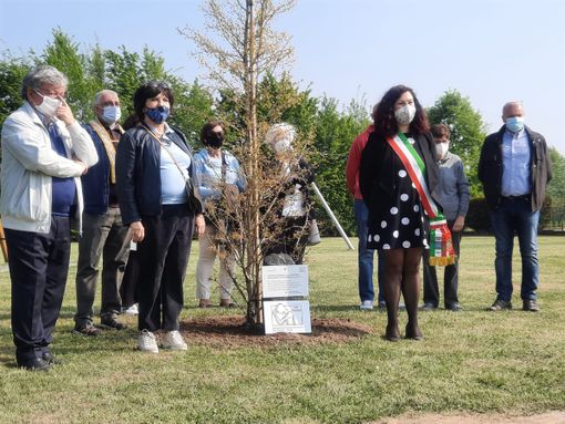 albero piantato benna