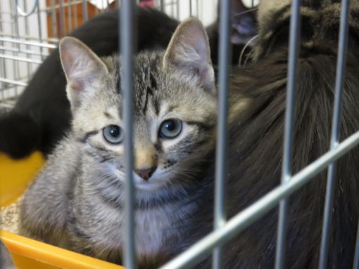 Video adozioni dal canile di Cossato, cani e gatti aspettano una famiglia