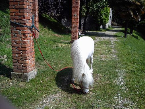 Al Brich passeggiando con Sampey