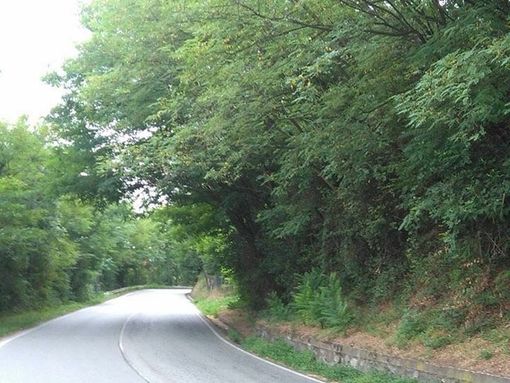 Alta velocità e scarsa cura del verde in via Maffei a Cossato. Cavalotti e Zinno: "Servono contromisure"