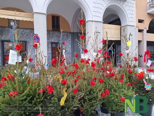 'Adotta un albero' al via l'iniziativa con la cerimonia inaugurale - Foto e Video Rasolo per newsbiella.it