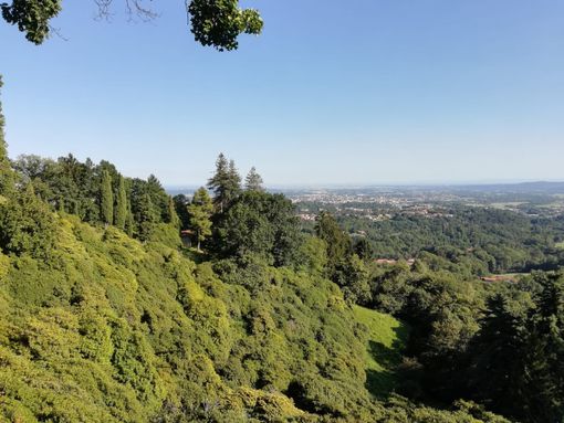 burcina pollone