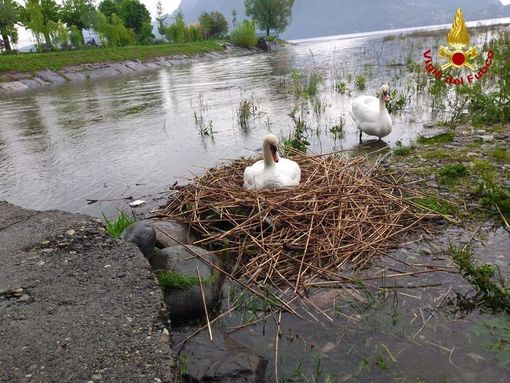 cigni nido cigni nido