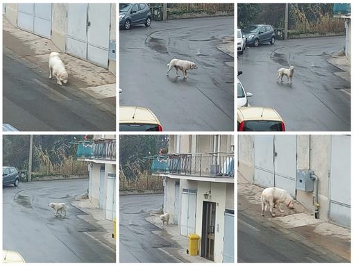 cane perduto cane perduto