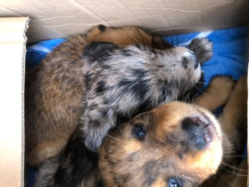 Valle Elvo, operatore Seab trova tre cuccioli in un cassonetto dei rifiuti