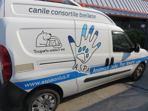 Video adozioni dal canile di Cossato, ecco i quattro zampe che cercano casa