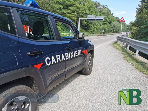 cani superstrada