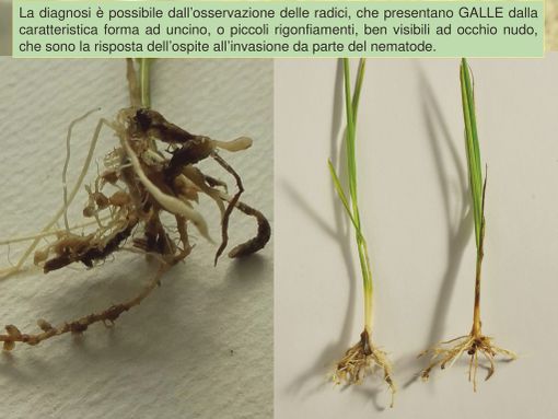 Introdotto accidentalmente un parassita che può compromettere la produzione locale di riso Introdotto accidentalmente un parassita che può compromettere la produzione locale di riso