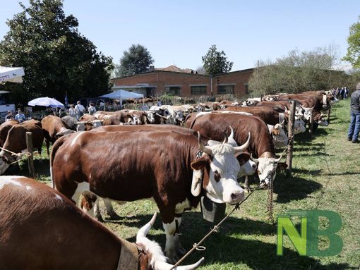 sandigliano fiera