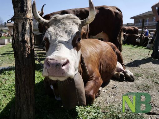 Sandigliano, torna la “Fera dla Caplina” domenica 29 marzo