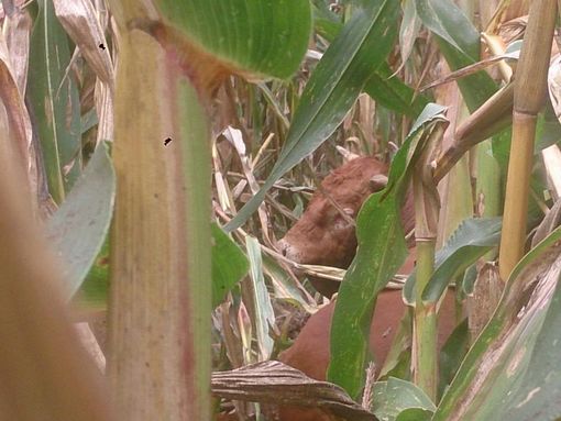 Foto scattate dai volontari del Meta Foto scattate dai volontari del Meta