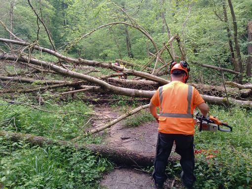 piante cadute piante cadute