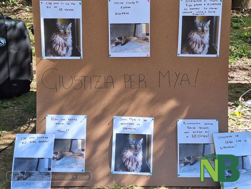 pollone gattina pollone gattina