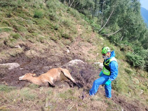 Mucca colpita dal fulmine, intervento del Soccorso Alpino in alta Val Sessera