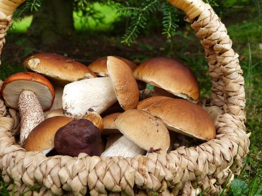 Raccolta funghi in Piemonte: consigli e regole per evitare avvelenamenti