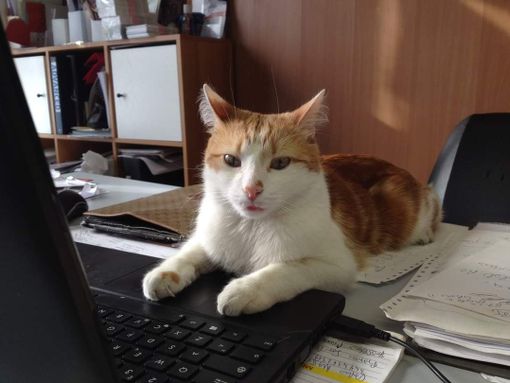 Il nostro piccolo Nano