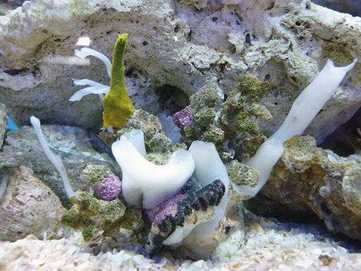 Acquariologia: Come realizzare un Minireef