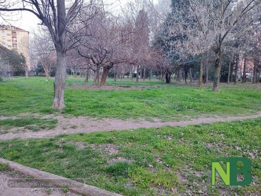 Parco della Rovere, previsto l'abbattimento di 40 alberi malati