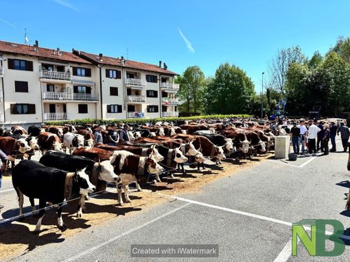 raduno pralungo raduno pralungo