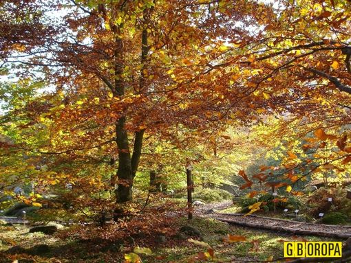 ottobre foliage oropa