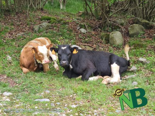 Transumando. Per vivere il mondo pastorale e accompagnare le mandrie agli alpeggi estivi - Foto e video Ciccarelli per newsbiella.it - e Foto Ruggero Coltro