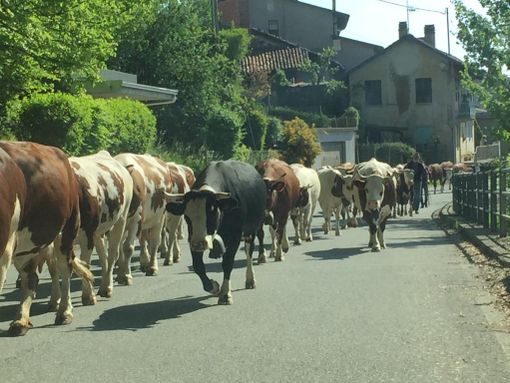 Un Museo della Transumanza a Barbato, Mosso di Valdilana, per conservare la memoria della tradizione Un Museo della Transumanza a Barbato, Mosso di Valdilana, per conservare la memoria della tradizione