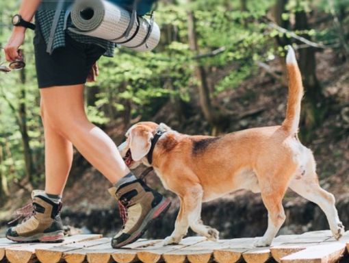 Dog Hiking all'Oasi Zegna