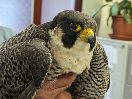 A Benna trovato un falco pellegrino in un magazzino, affidato alle cure del CRAS A Benna trovato un falco pellegrino in un magazzino, affidato alle cure del CRAS