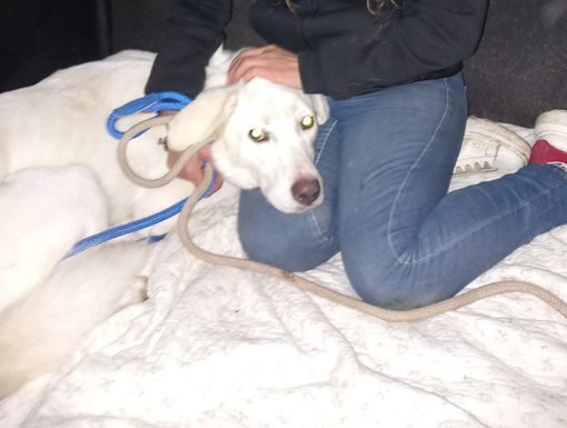 Lisa è tornata a casa! Lisa è tornata a casa!