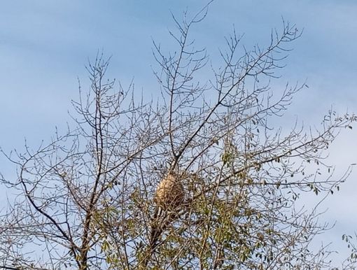 Calabrone asiatico sul territorio biellese: "Pronto un premio a chi ci aiuterà a rinvenire i nidi".