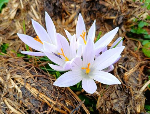 I "Crocus", primi segnali di primavera a Tollegno FOTO Paolo Rosazza Pela