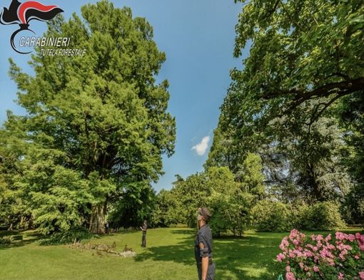 21 novembre 2025, Giornata Nazionale degli Alberi: un progetto nazionale di educazione ambientale