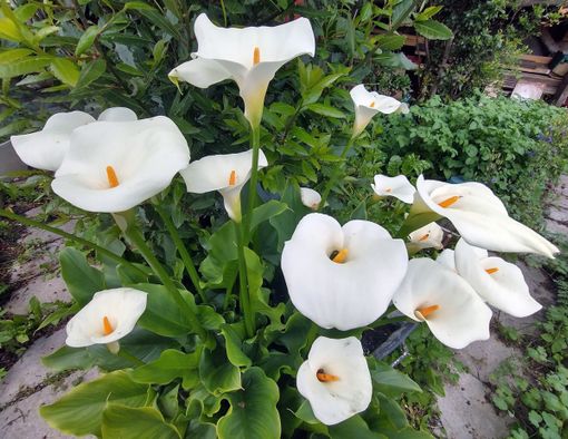 Nell’immagine, Zantedeschia aethiopica. Nome italiano: Calla, Giore della pace, Giglio del Nilo Nome sardo: Calla, Trumbas