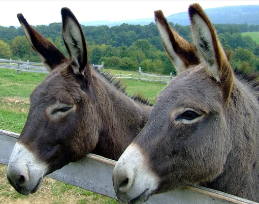 asini spasso callabiana