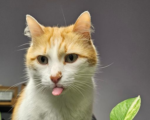 8 agosto, oggi è la Giornata mondiale del gatto! Miao!!!!! qualche curiosità..... 8 agosto, oggi è la Giornata mondiale del gatto! Miao!!!!! qualche curiosità.....