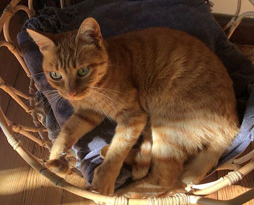 Il gatto di Valle San Nicolao è tornato a casa dalla sua famiglia