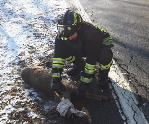 vigili fuoco capriolo