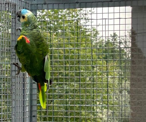Masserano: aprono la voliera e gli rubano il pappagallo